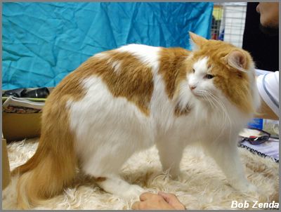 Norwegian Forest Cat